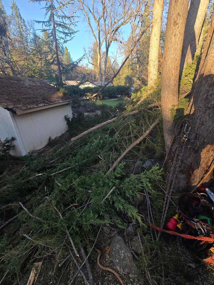 All Photos for Terra Heights Tree Experts & Landscaping  in Grass Valley,  CA