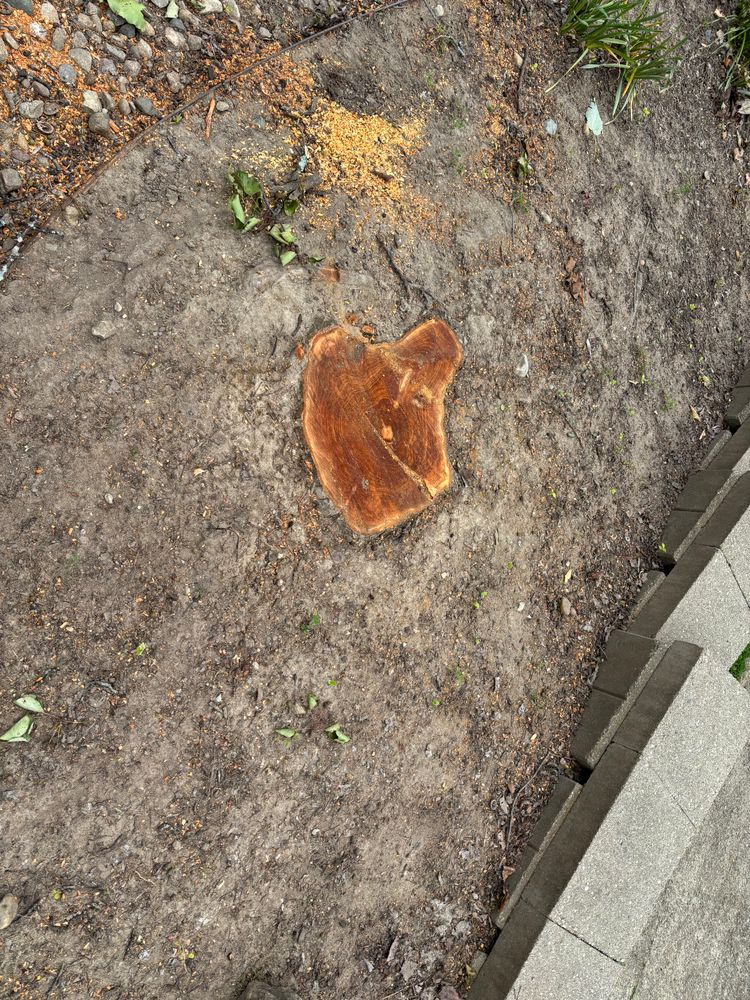 All Photos for Conrad's Stump Removal in Columbus, IN