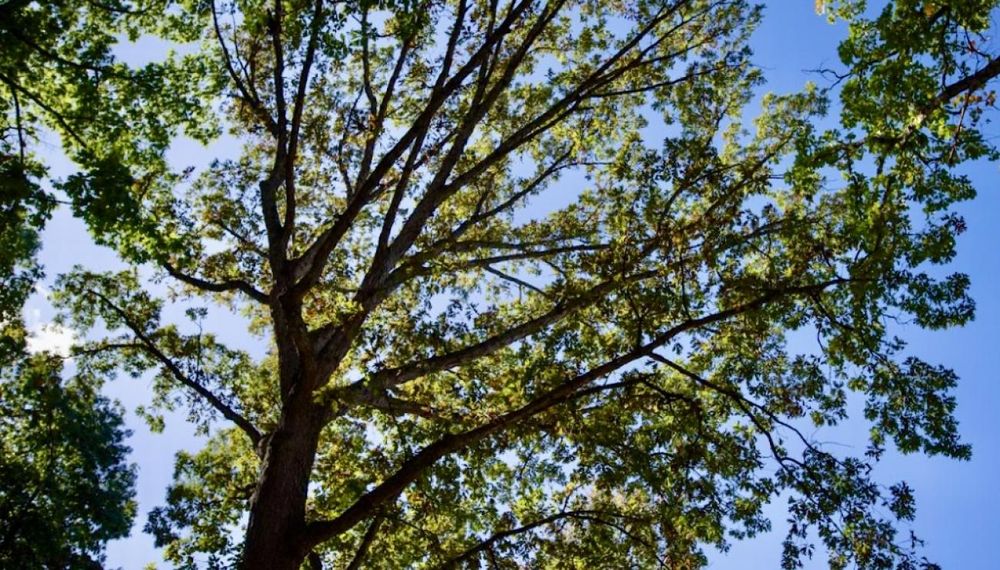 Our Emergency Services provide rapid, 24/many response for storm-related tree damage, ensuring your home and property are safe. We quickly remove hazardous trees to prevent further risk or damage. for Trio Tree Services in Ocean Park, WA
