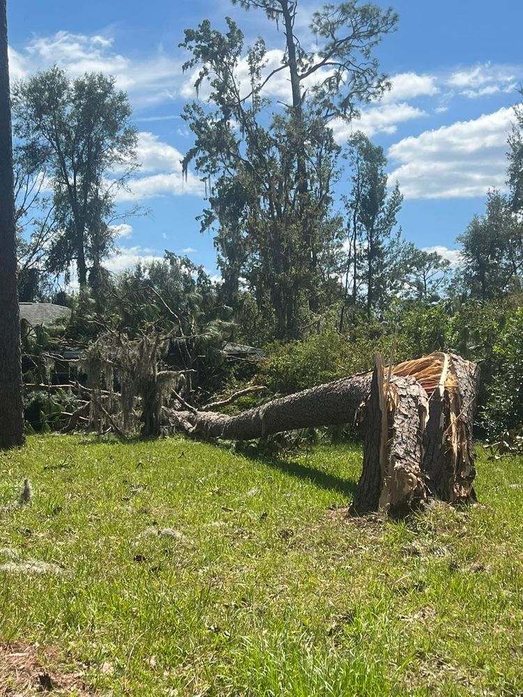 All Photos for TREE BOYS in Ruskin, FL