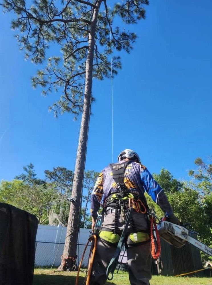 All Photos for Highlands Tree Service LLC in Avon Park, FL