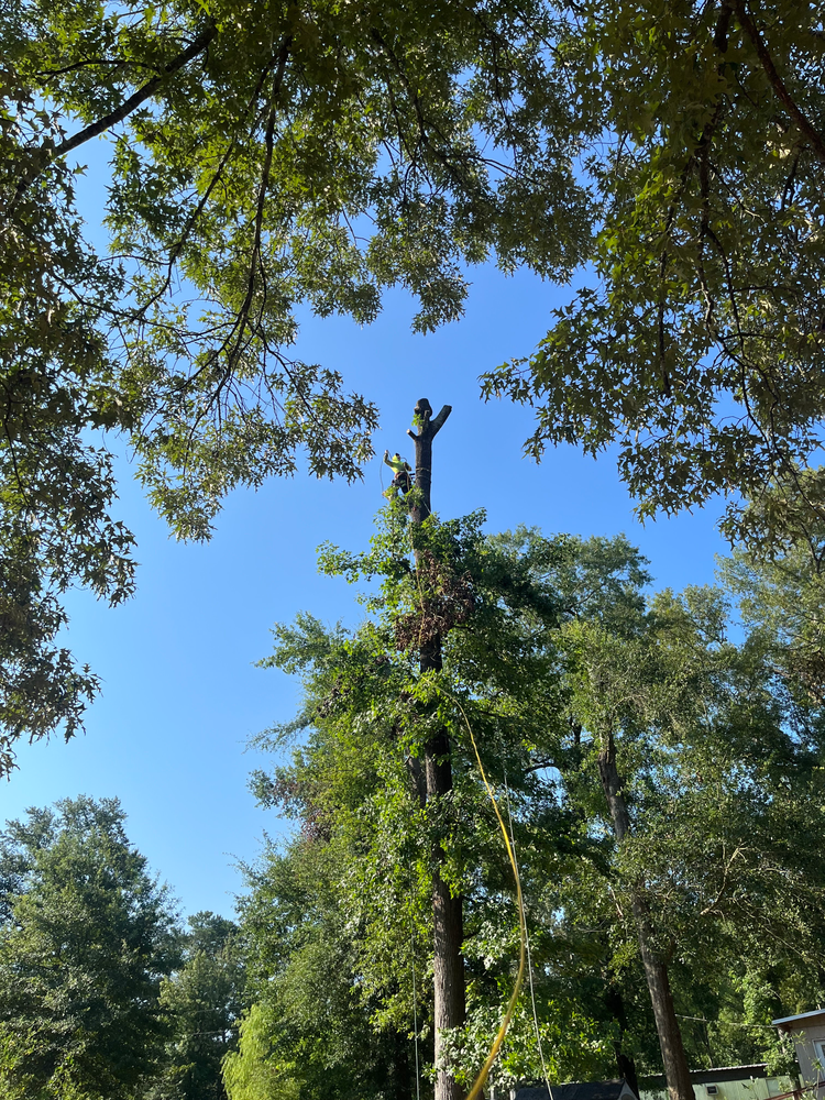 All Photos for JC Land and Tree Service in Kilgore, TX