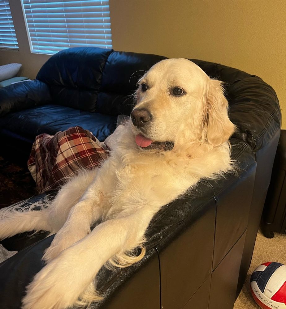 All Photos for Dumbo's Doggy Doors in City of Sammamish, WA