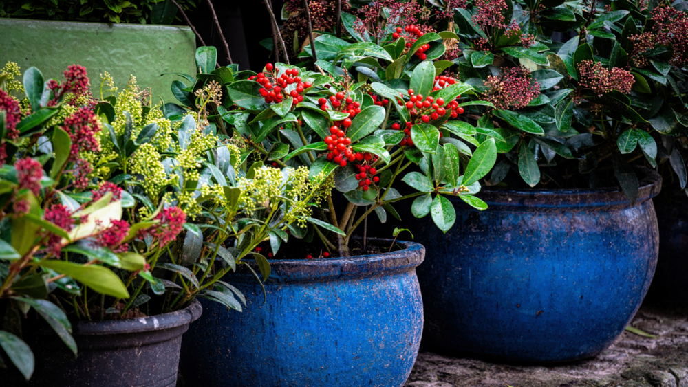 Cold-Hardy Pots & Seasonal-Ready Plants for Southern Roots Tree Farm in Crystal River, FL