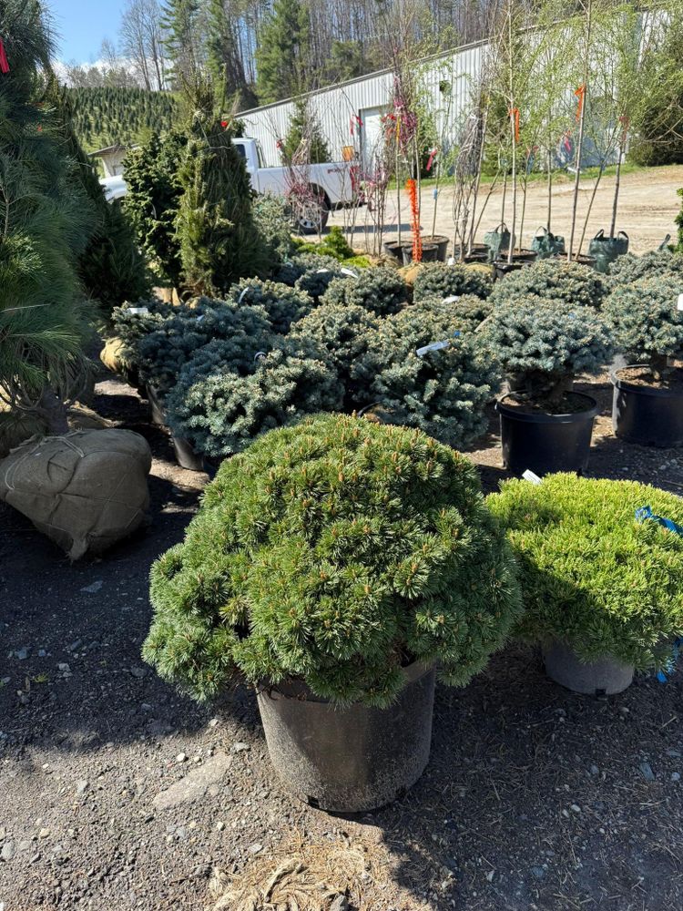 All Photos for Sustainable Property Services in Banner Elk, NC