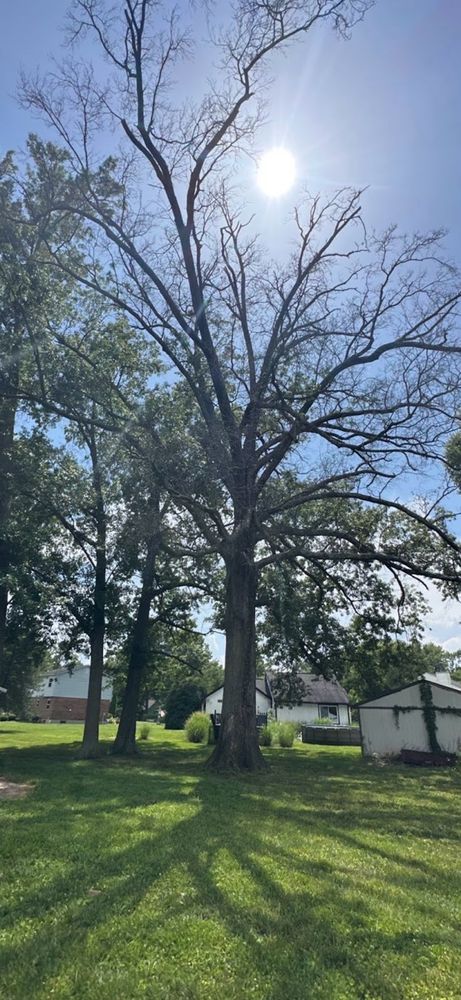All Photos for Anstaetts Tree Service in Batavia, OH