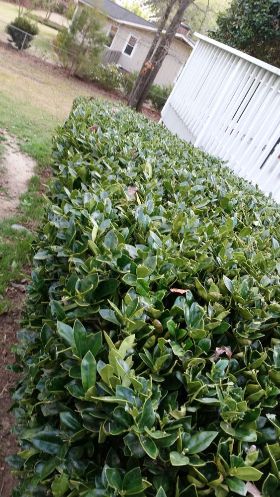 All Photos for Mancinas Home Improvement, Landscaping, & Lawn Care in Fayetteville, NC