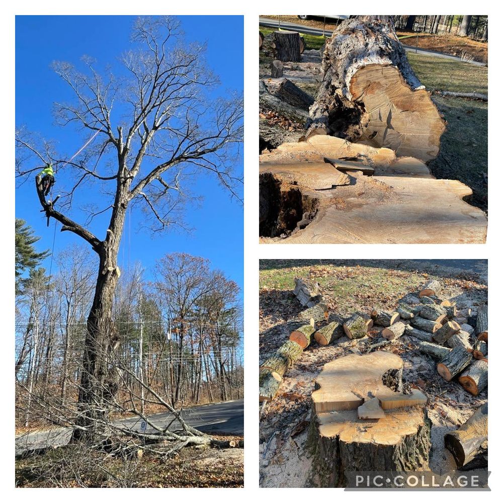 Our stump removal service will safely and efficiently remove unsightly stumps from your property, improving the appearance of your landscape and preventing potential hazards to visitors or structures. for Green In Green Out Tree Services in Westbrook, ME