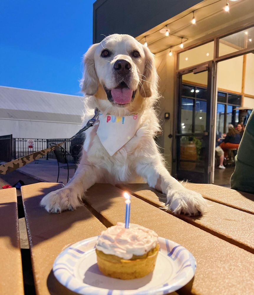 All Photos for Dumbo's Doggy Doors in City of Sammamish, WA