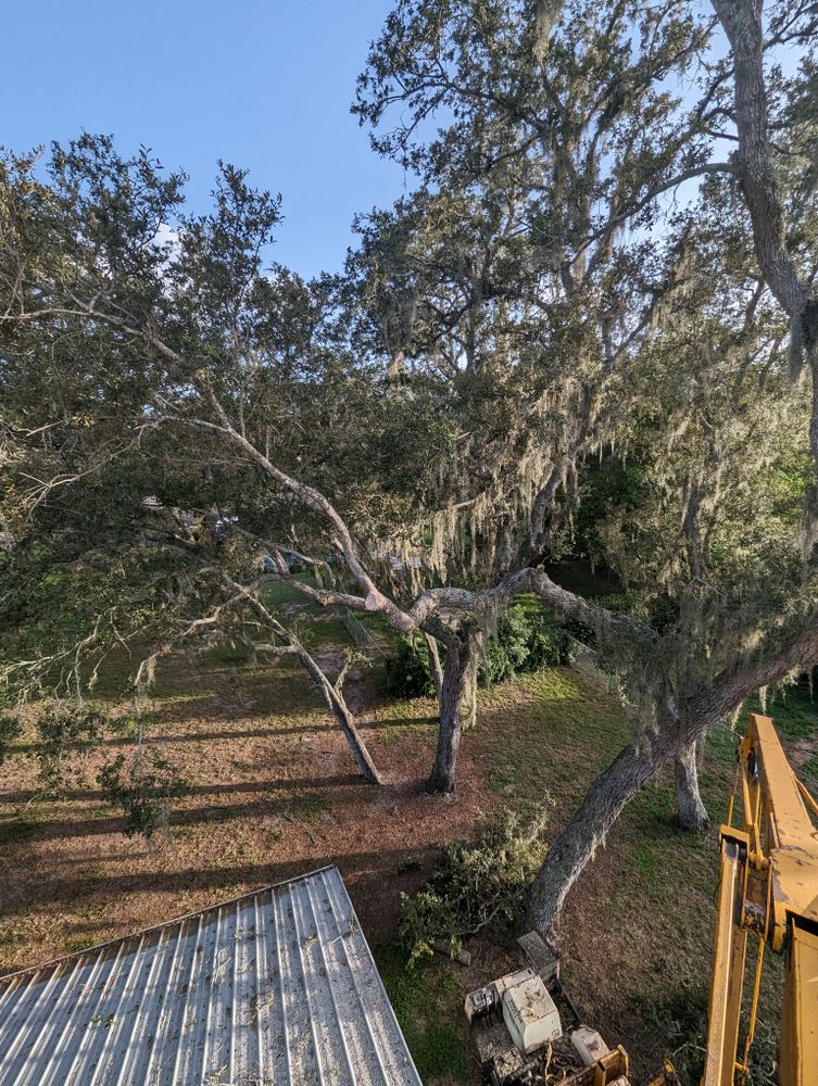 All Photos for Regal Tree Service and Stump Grinding in Wauchula, FL