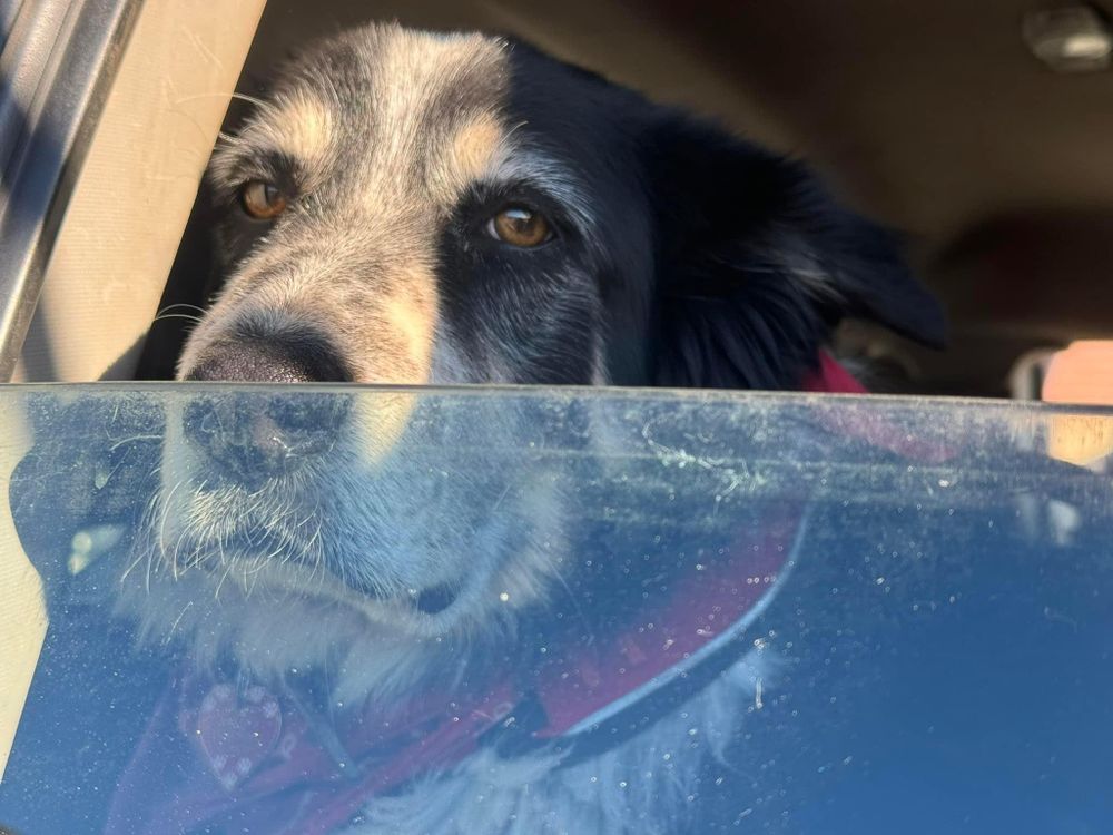 Property Clean Up for The Tree Fairy in Temecula, CA