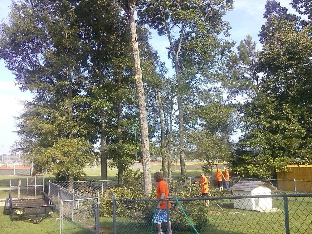Our Tree Trimming service enhances your landscape's beauty, promotes tree health, and ensures safety by removing hazardous branches. Trust our experts for precise, professional care that invigorates your outdoor environment. for Professional Tree Service USA in Chattanooga, TN