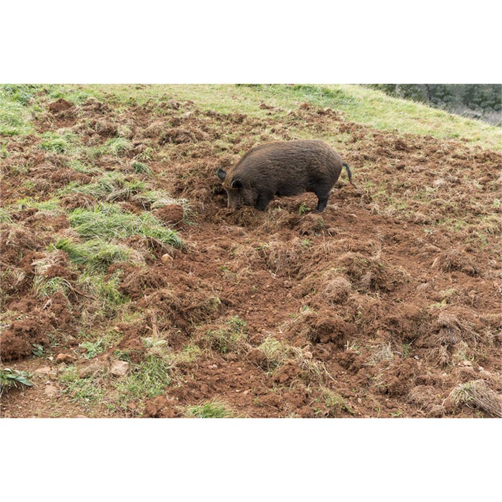 All Photos for Havoc Hog Control in Molino, FL