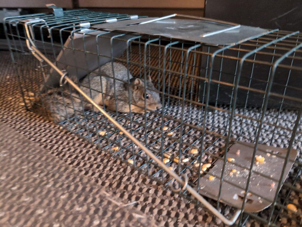 All Photos for Topper's Wildlife Removal in Garland, TX