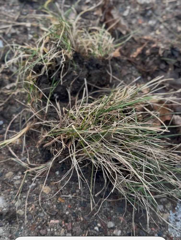 All Photos for Dittmer Tree Service in Davenport, IA