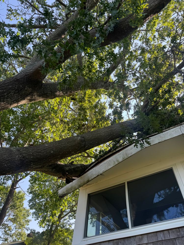 All Photos for Robery's Tree Service in West Wareham, MA