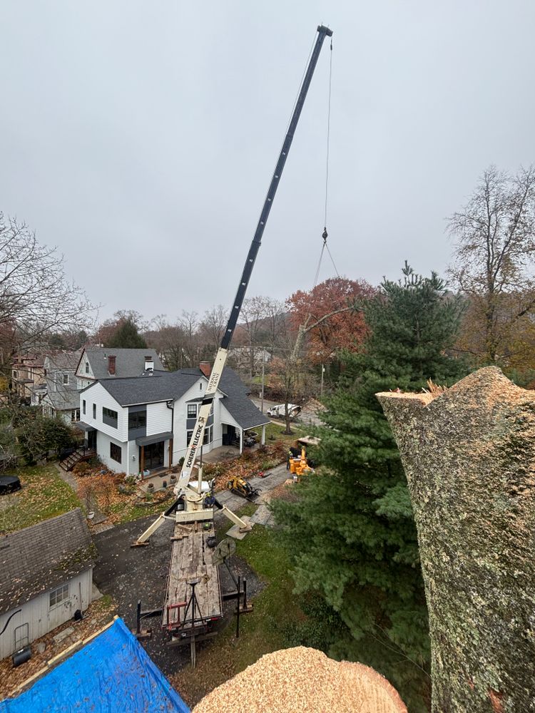 Shrub Trimming for JJ Tree Service in Gibsonia, PA