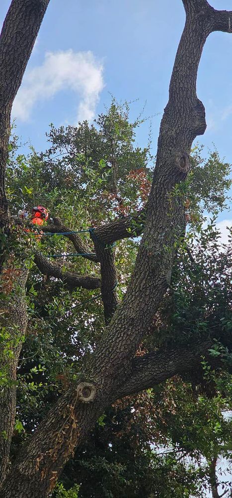 All Photos for Servin's Tree Care  in Houston, TX