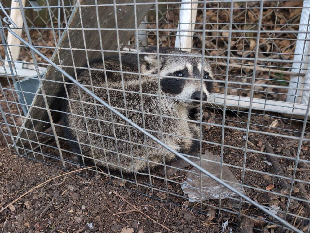 All Photos for Topper's Wildlife Removal in Garland, TX