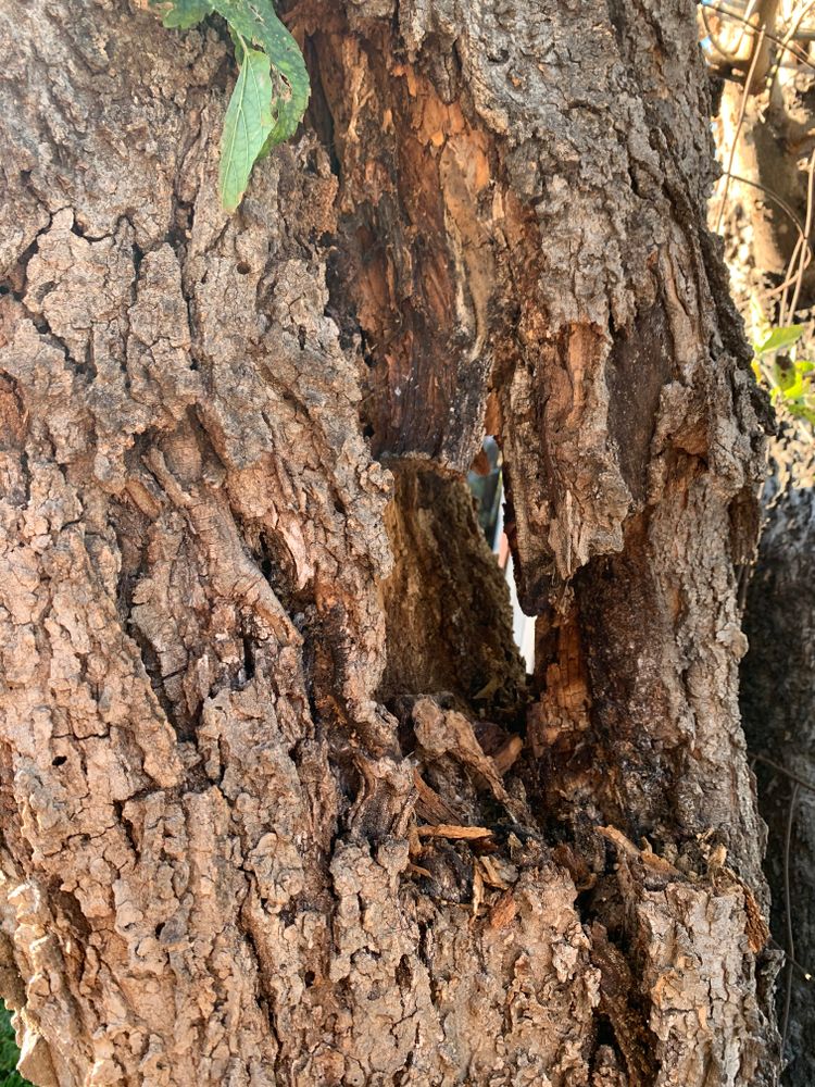 All Photos for TLC Professional Tree Service in Bedford, TX