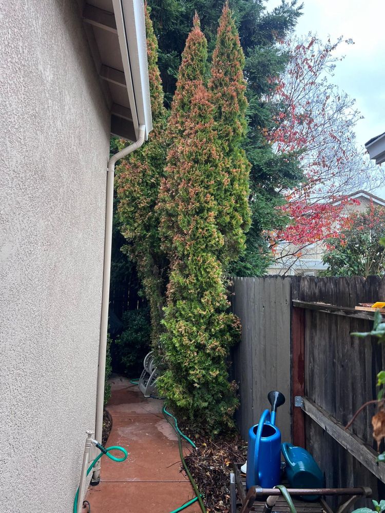 All Photos for Sammy's Tree Services in Sacramento, CA