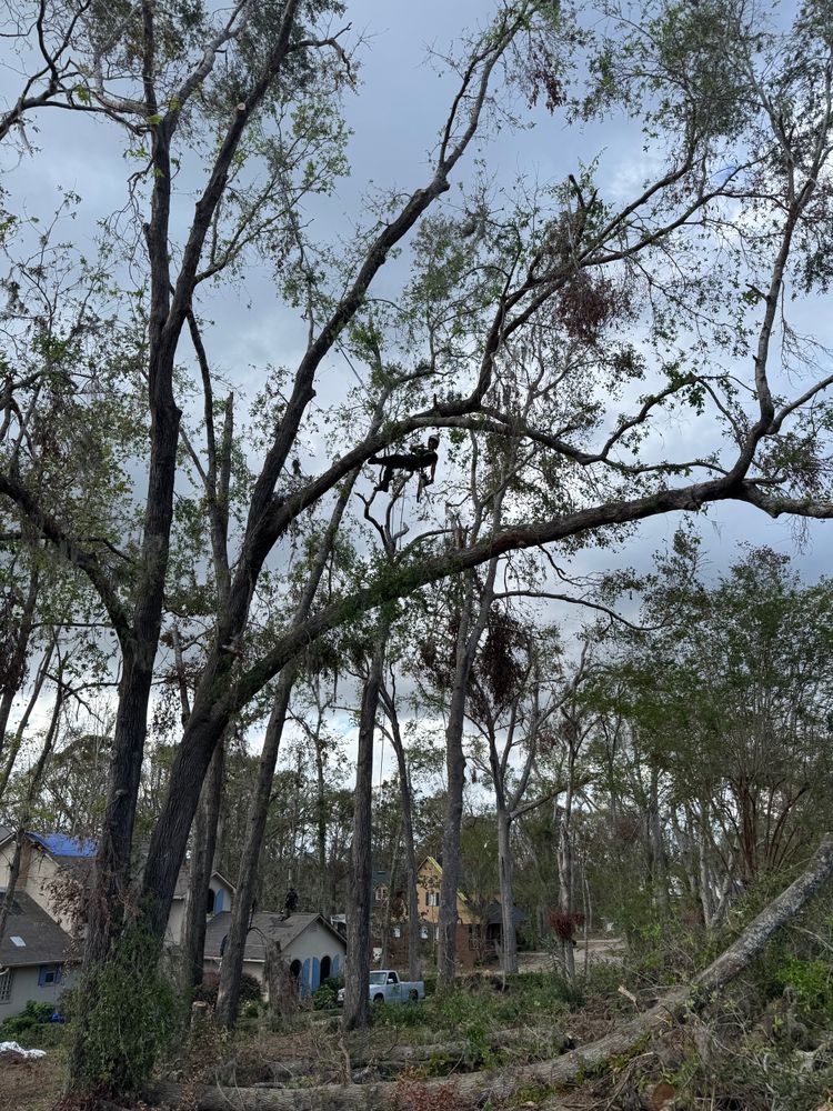 Our Tree Removal service ensures safe and efficient removal of unwanted or hazardous trees, enhancing your property's safety and aesthetics. Trust our experts for a seamless tree removal experience tailored to your needs. for Elevate Tree Care in Gillette, WY