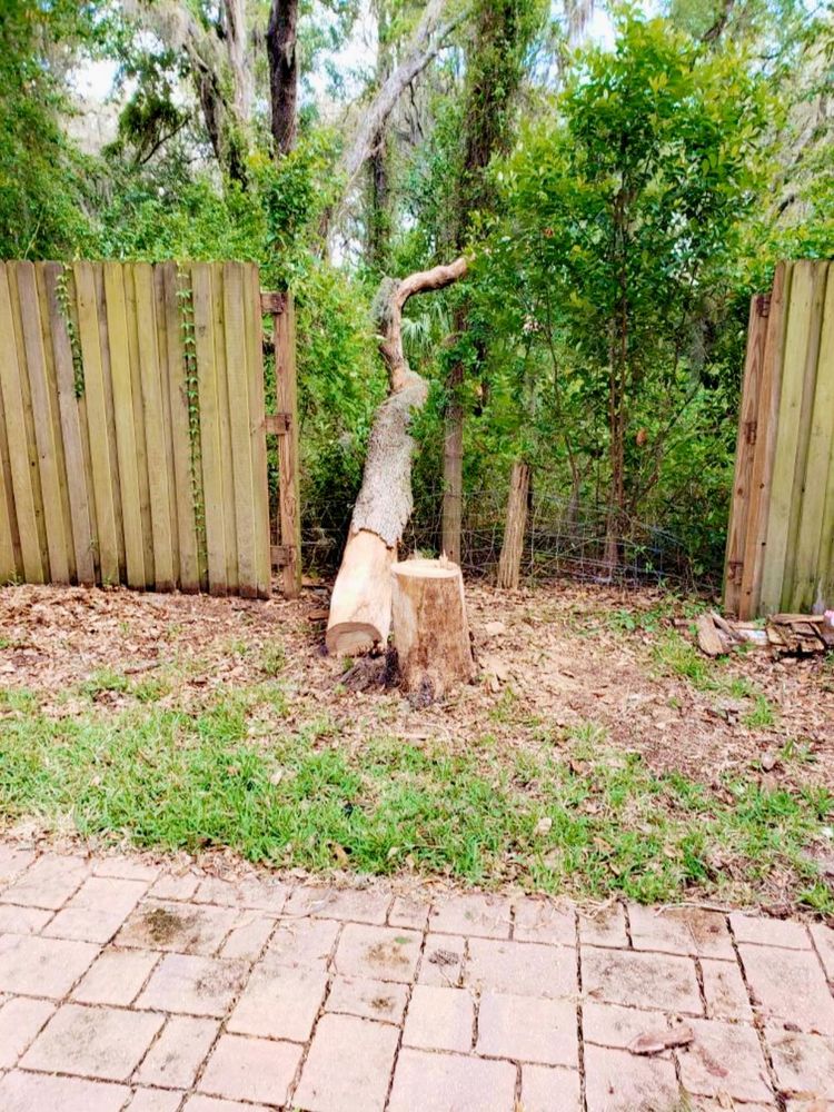 Tree Removal for The Third Day Land Management Company  in Tampa,  FL