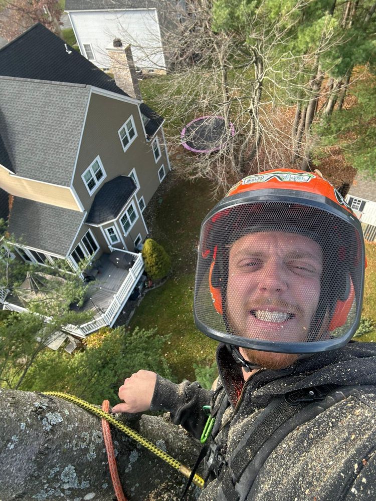 All Photos for T's Trees in Albany, NY