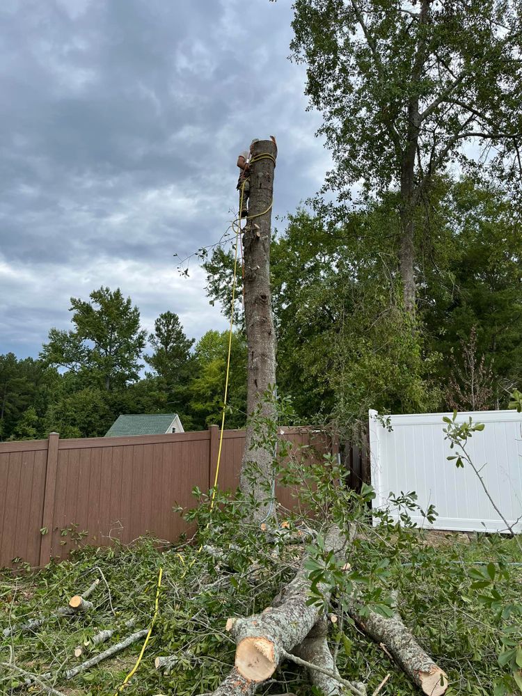 Tree Removal for DW’s Tree Service in Winston-Salem, NC