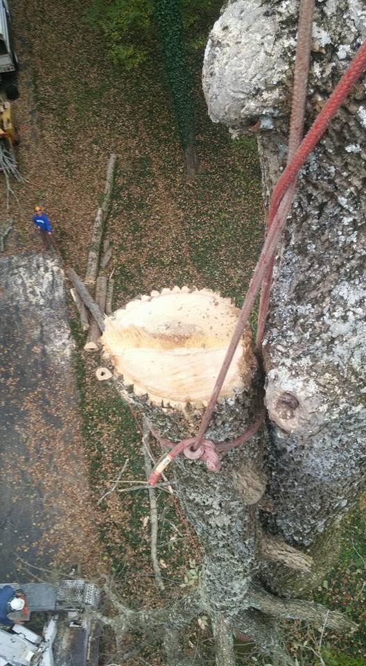 Tree Removal for Lightning Tree Service in Corydon, IN