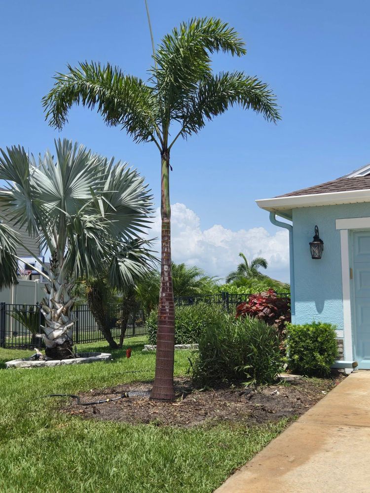 All Photos for TREE BOYS in Ruskin, FL