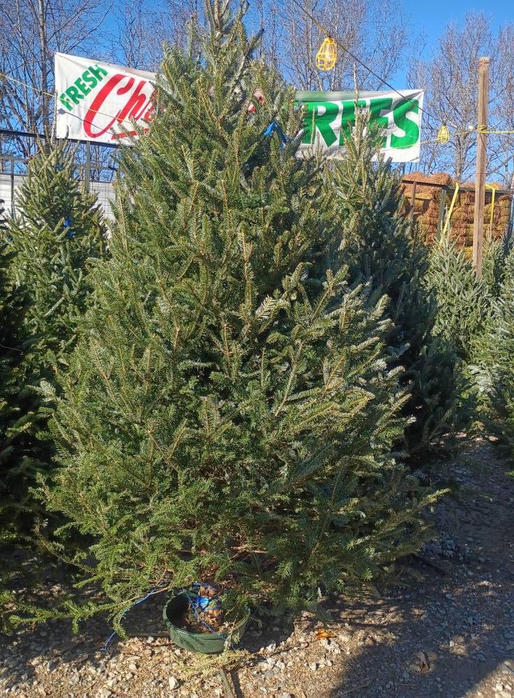 All Photos for BAM Another Pinestraw Lot in Flowery Branch, GA