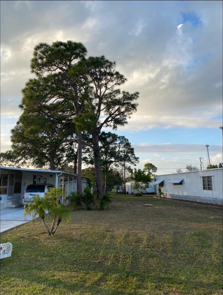 All Photos for MX Trees in Englewood, FL