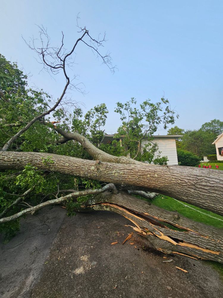 Our Tree Removal service safely removes hazardous, damaged, or unwanted trees from your property using professional equipment and expert care, protecting your home, landscape, and family while ensuring efficient cleanup. for AAA Tree Cutting in Shavertown, PA