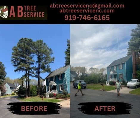 All Photos for AB Tree Service in Raleigh, NC