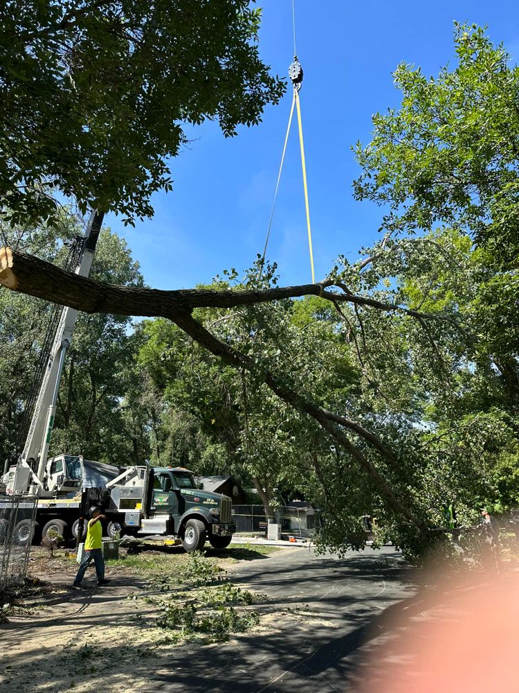 Tree Removal for Allstate Tree Service in Fridley, MN