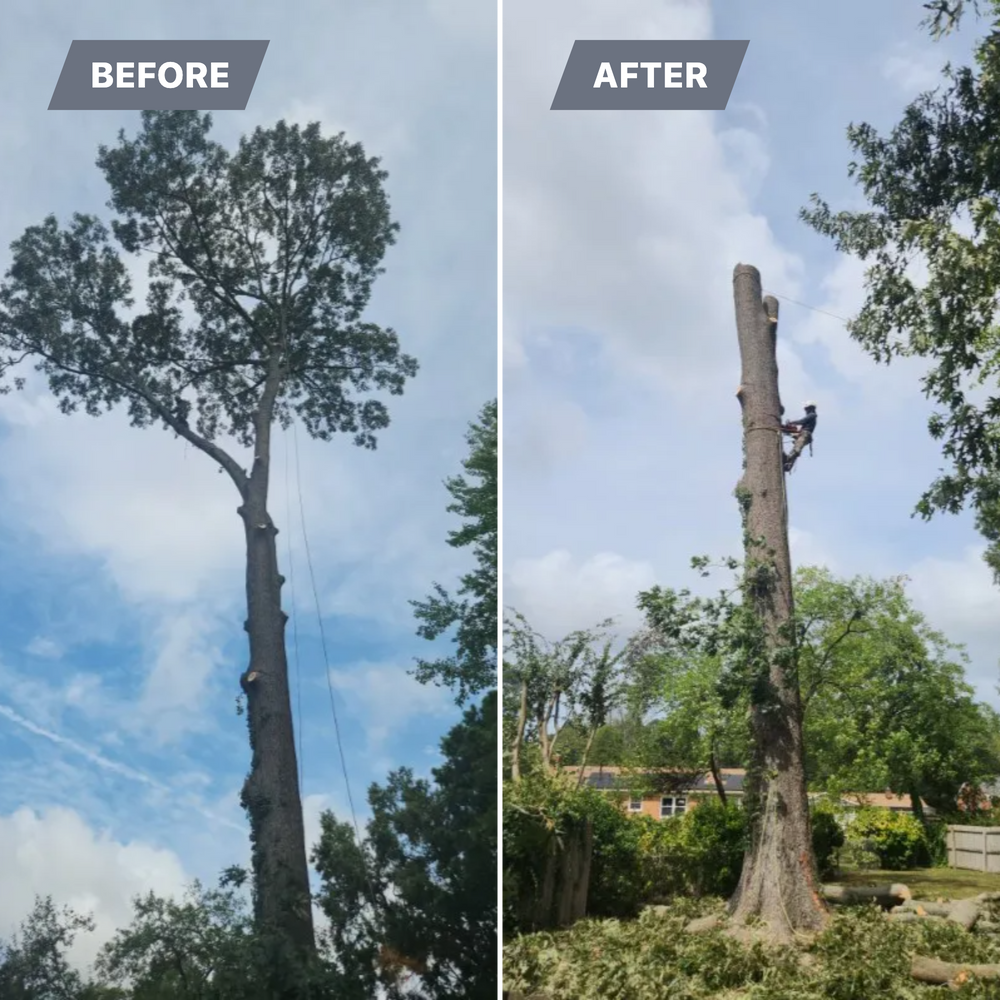 All Photos for Jose's Lawn Care & Tree Service in Williamsburg, VA