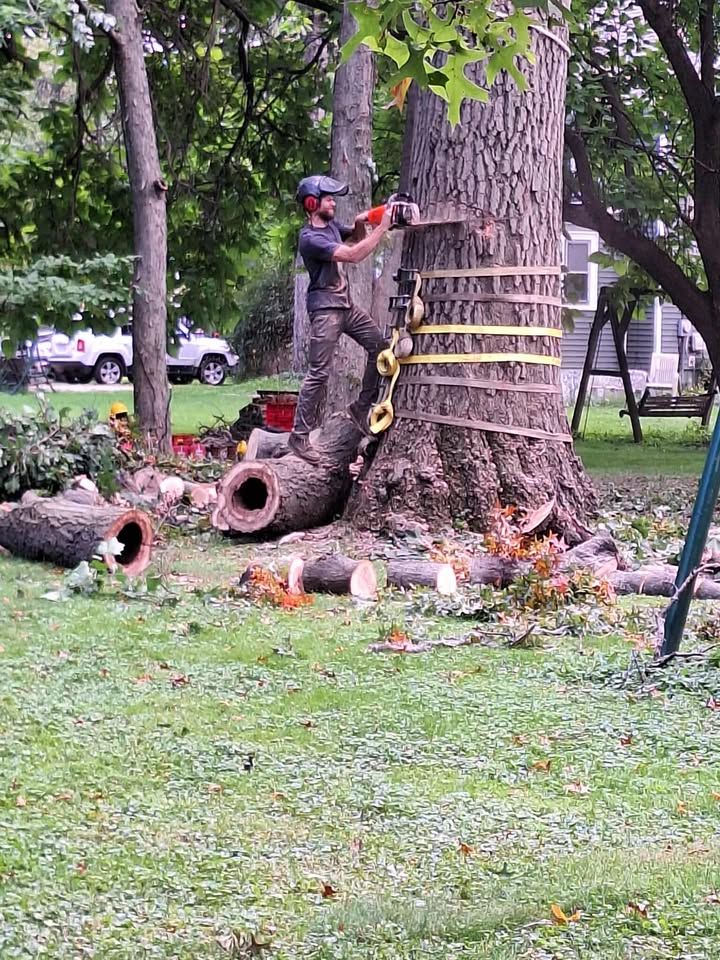 All Photos for Highborn Tree Service in Wheatfield, IN