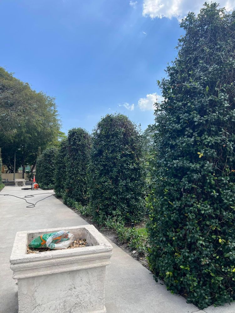 All Photos for Rey Landscaping & Lawn service LLC in West Palm Beach,  FL