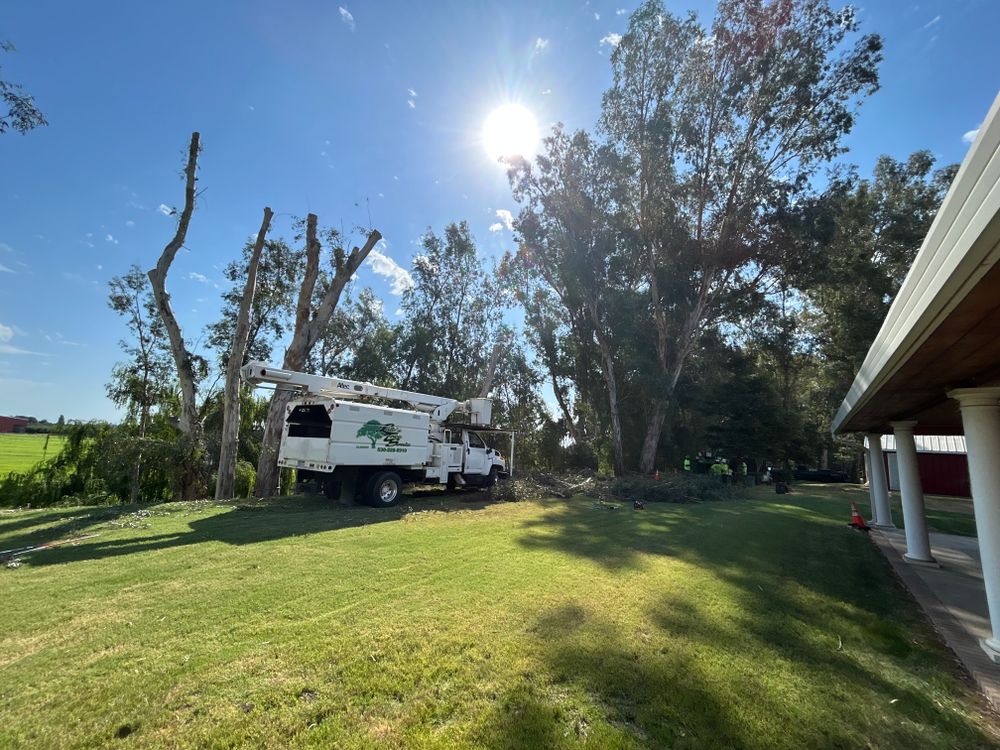 All Photos for Lalo's Tree Service in Willows, CA