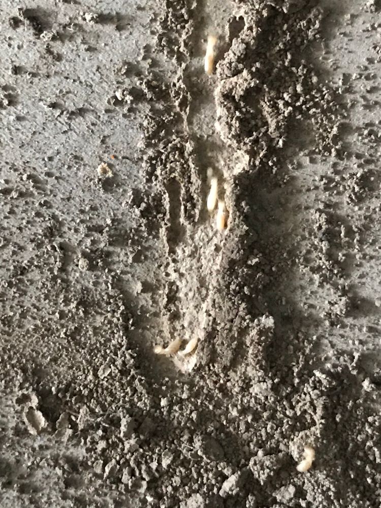 Termite for All-In Pest Control & Home Solutions in Greene County, IN