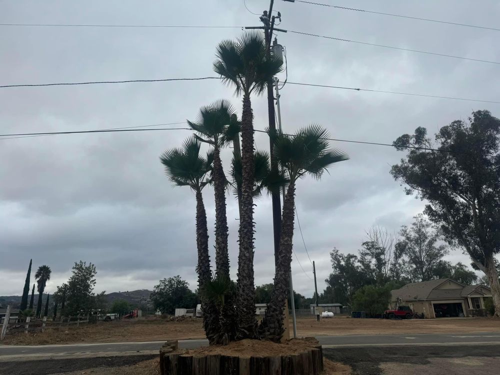 Property Clean Up for The Tree Fairy in Temecula, CA