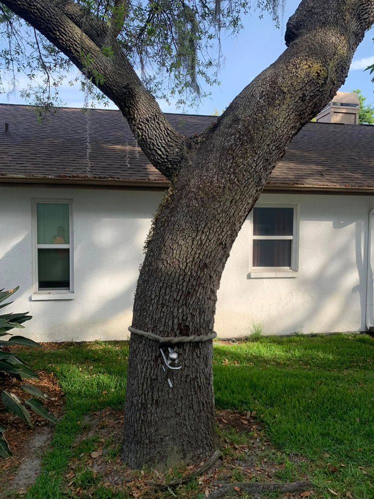 Tree Removal for Bills Tree Service in Valrico, FL