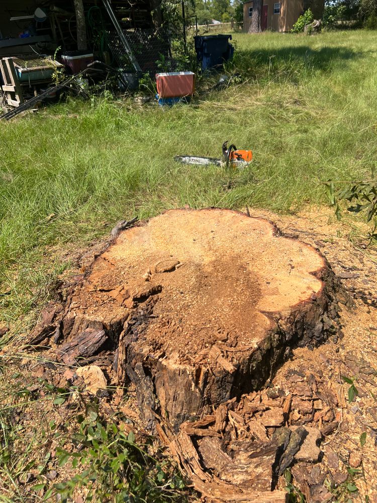Tree Removal for Best Price Tree Service in Hallsville, TX