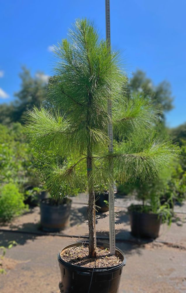 All Photos for Southern Roots Tree Farm in Crystal River, FL