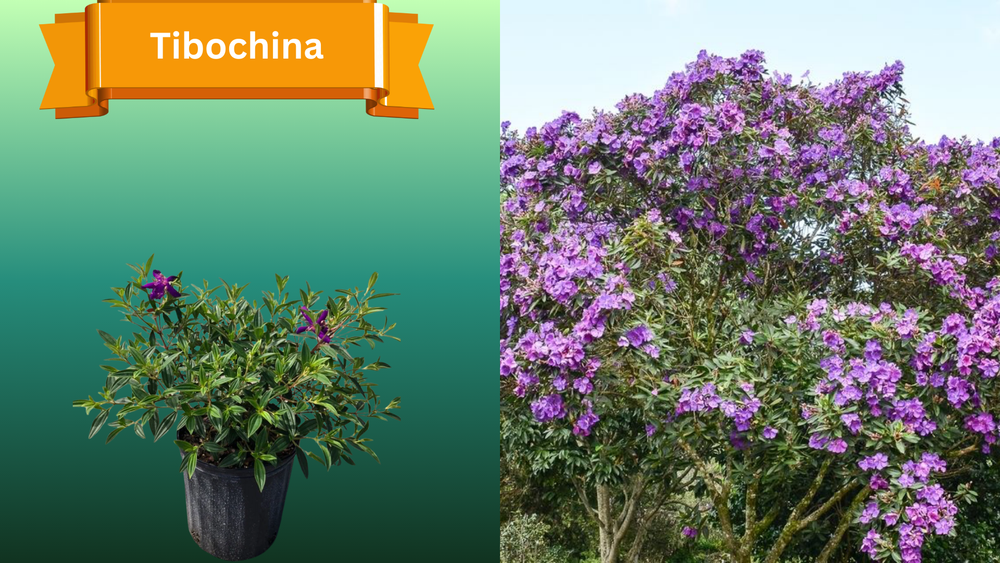 Plant Samples for R.B. & Company in Belleview, FL