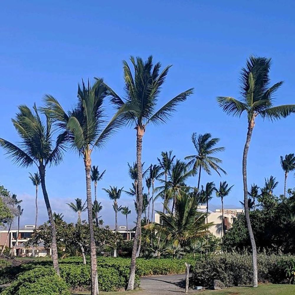 Tree Care Service for Big Island Coconut Company in Pilialoha, HI