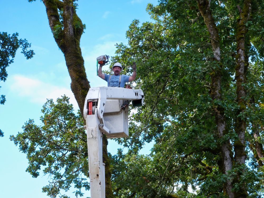 Tree Removal for Clippys Tree Pros in Stayton, OR