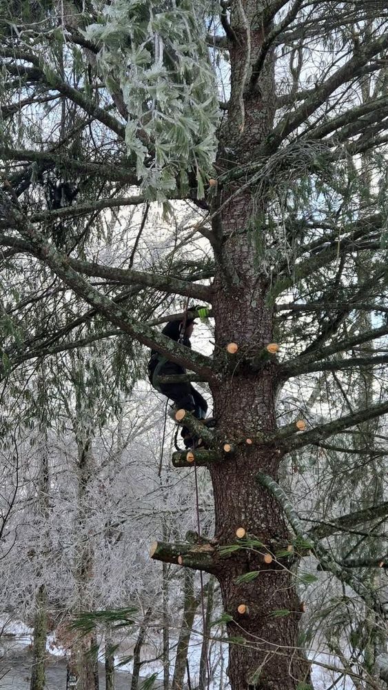 All Photos for Jace’s Tree & Stump Removal in Franklin, TN