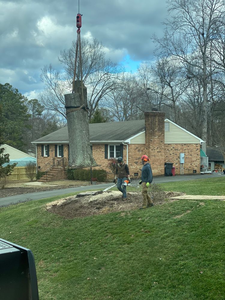 Tree Removal for Rawls Tree Care in Richmond, VA